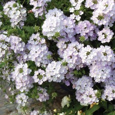 Вербена Кварц Сильвер