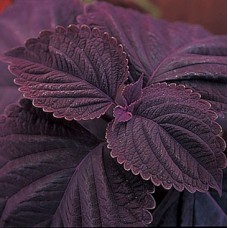 Колеус Джиант Эксибишен Палисандра