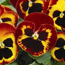 Виола крупноцветковая Маммот Он файр