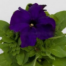 Петуния грандифлора Эспрессо Грандэ Блю