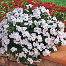 Катарантус ампельный Кора Каскад Полька Дот