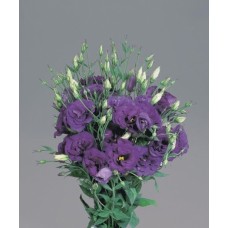 Эустома Супер Мэджик Дип Блю