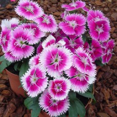 Гвоздика Чиба Лилак Пикоти