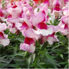 Львиный зев Снэппи Орхид Флейм