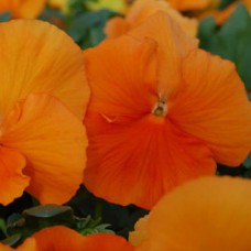 Виола крупноцветковая Селло Пьюр Дип Оранж