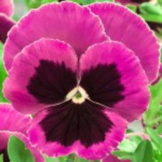 Виола крупноцветковая Экстрада Пинк виз Блотч