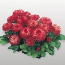 Маргаритка Хабанера Ред