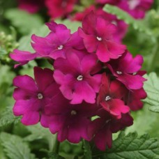 Вербена Кварц Парпл