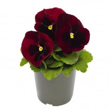 Виола крупноцветковая Инспайер Делюкс Ред Блотч