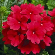 Вербена Тускани Скарлет