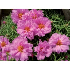 Портулак Стопвотч Роуз