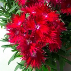 Гвоздика Супра Кримсон Гвоздика Супра Кримсон