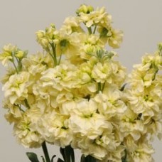 Маттиола Кац Еллоу