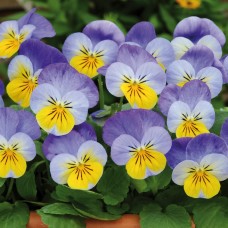 Фиалка рогатая Сорбет ИксПи Еллоу Фрост