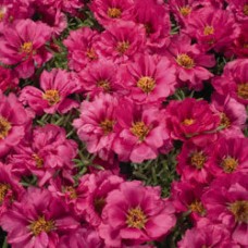 Портулак Стопвотч Фуксия