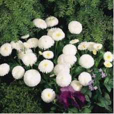 Маргаритка Тассо Вайт