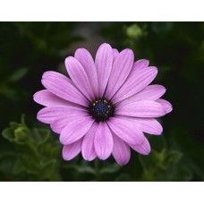 Остеоспермум Пэшн Роуз