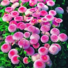 Маргаритка Тассо Пинк