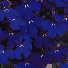 Лобелия прямостоячая Ривьера Миднайт Блю