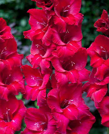 Гладиолус крупноцветковый Фест Блад Гладиолус крупноцветковый Фест Блад