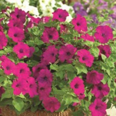 Петуния каскадная Пикобелла Каскад Парпл