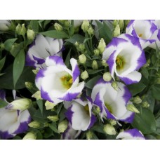 Эустома Сапфир Блю Чип