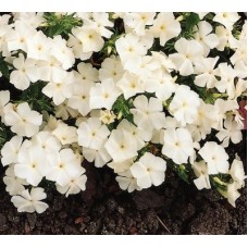 Флокс друммонда Этни Вайт