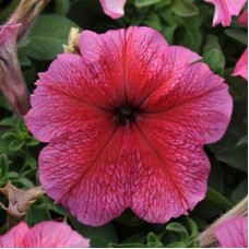 Петуния грандифлора Дэдди Ред