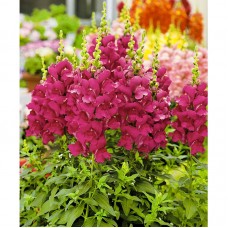 Львиный зев Мэриленд (группа 1,2) Роял