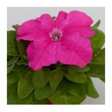 Петуния грандифлора Эспрессо Грандэ Пинк