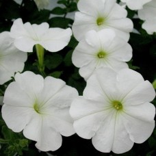 Петуния ампельная Эксплорер Клеа Вайт