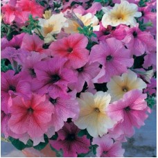 Петуния грандифлора Призм Вэнити Фэйр Микс