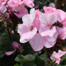 Пеларгония зональная Нано Эппелблоссом