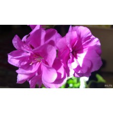 Пеларгония плющелистная Рич Аут Лайт Парпл