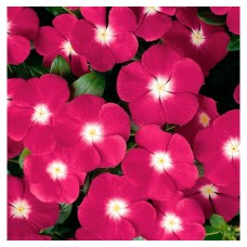 Катарантус Пацифика Манжента Хало