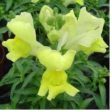 Львиный зев Снэппи Еллоу