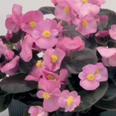 Бегония вечноцветущая зеленолистная Спринт Плюс Роуз
