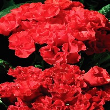 Примула махровая Примлет Ред Шейдес