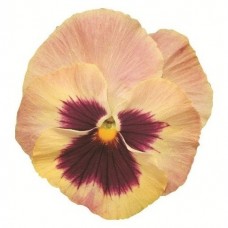 Виола крупноцветковая Экстрада Пич Шейдес виз Блотч