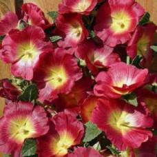 Шток-роза Хало Ред