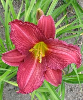 Лилейник гибридный Бурбон Кингз Лилейник гибридный Бурбон Кингз