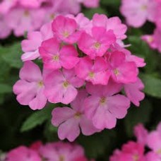 Вербена Обсешн Пинк