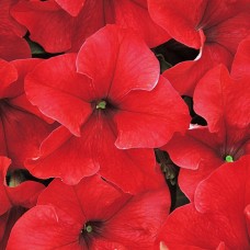 Петуния грандифлора Дримс Ред