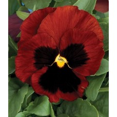 Виола крупноцветковая Колоссус Ред виз Блотч