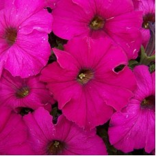 Петуния грандифлора Дримс Неон Роуз
