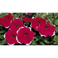 Петуния грандифлора Хулахуп Роуз