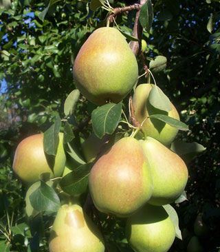 Груша плодовая Маршал Жуков Груша плодовая Маршал Жуков