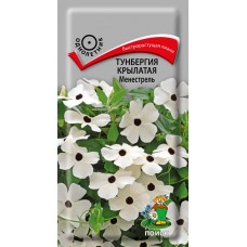 Тунбергия крылатая Менестрель