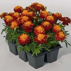 Бархатцы отклоненные Супер Хироу Хармони