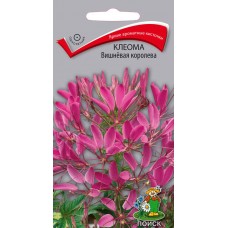Клеома Вишневая королева